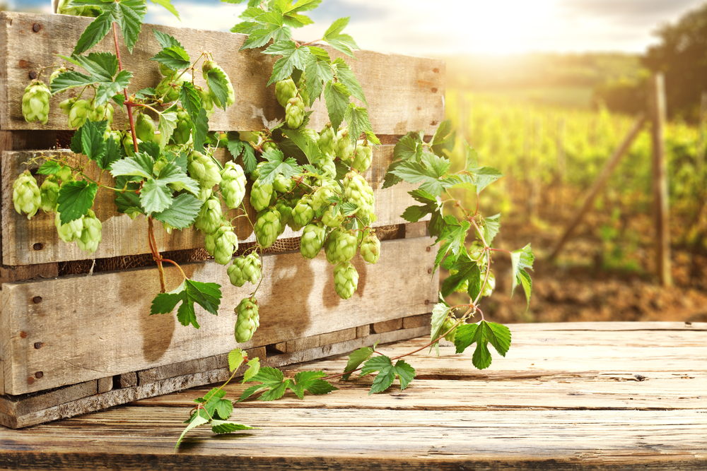 Hopfen, Weizen, Gerste und Co.